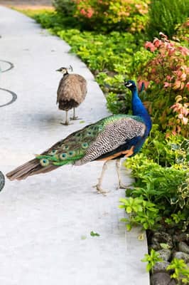 Parco Pavone Parkjuniorhotel Quartodaltino 01